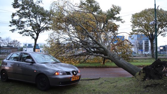 Automobilist met de schrik vrij nadat boom op rijdende auto valt