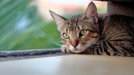 Onderzoek onthult opmerkelijke statistieken over vermiste katten in Rijswijk