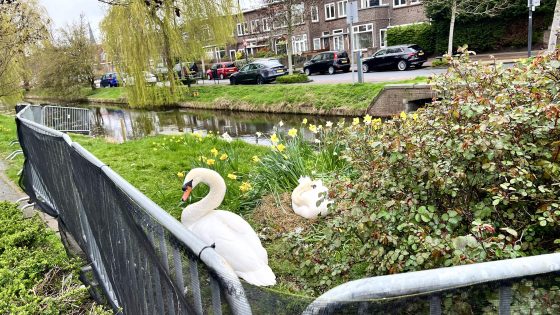 Het bekende Rijswijkse zwanenpaar heeft weer een nest aan Rembrandtkade