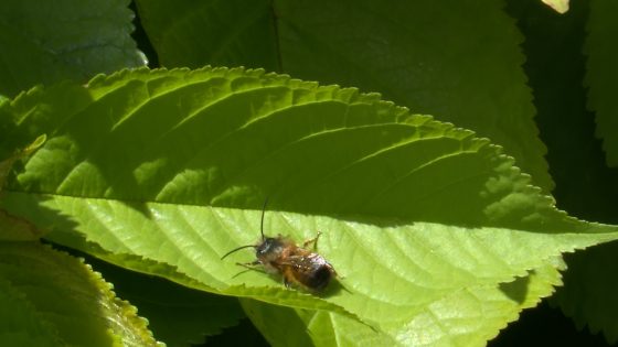 [VIDEO] The Pollinators strijden voor meer biodiversiteit door middel van bijenvoedselbanken